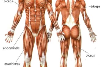 answer any question about the human body