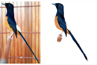 draw amazing a professional bird pet vector design
