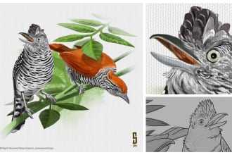 create realistic scientific and wildlife illustrations