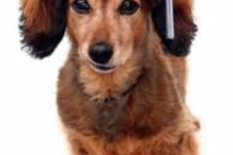 teach you how to train your dog in less than 2 weeks