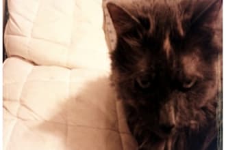 take negative pictures of my cat with your negative quote