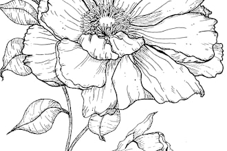 design a complex natural or floral illustrations for you