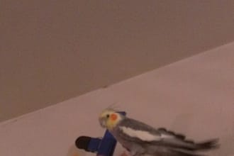 have Bud, my bird dance for you over Skype
