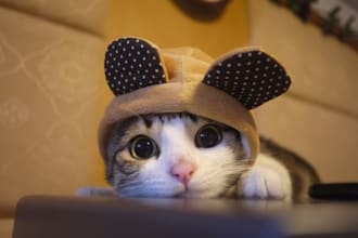 make silly six sec videos of stuffed animals