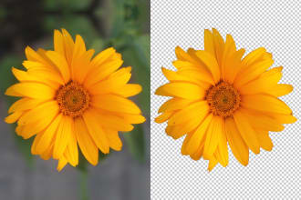 remove, change background from 20 images