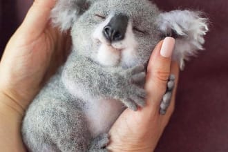 do reiki healing for your pets