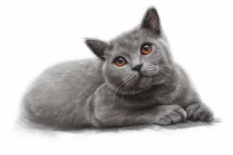 draw realistic portrait of your cat, dog or any pet