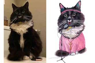 draw cheerful portrait your pet