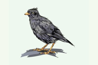 draw birds illustration for you