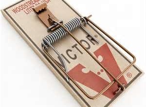 teach you how to trap a mouse