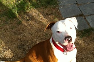 walk your dog for 15 minutes if you live within 8 miles of the 90278 zip code