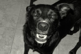 train your puppy/dog, pet photography, pet sitting, dog walking