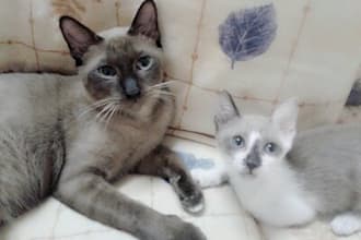 send and share with you some photos of my lovely cats