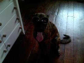 take a picture of my dog Scooby with a personal message