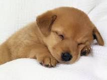 bark like a dog