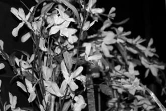 create an artistic photograph for you in black and white or color