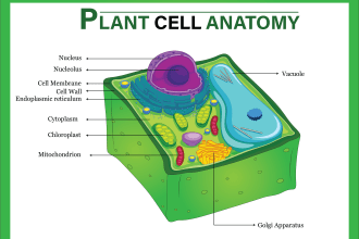 design medical, scientific and biology illustrations for you