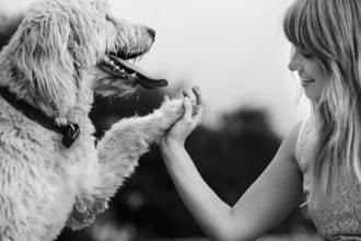 create SEO optimized dogs, cats and pet articles