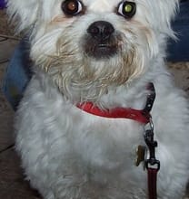 name your pet
