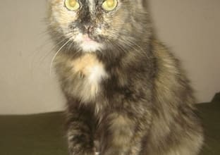 give you advice on helping pets and rescued animals