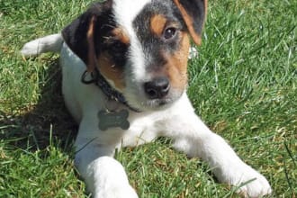 give you dog training advice on any dog problem