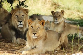 be you tour guide while in kenya