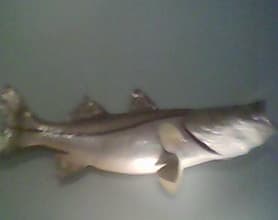 instruct you on how to fish and underwater hunt the waters of Florida