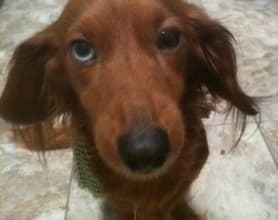 advertise with an adorable puppy