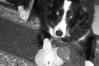answer ANY pet related question