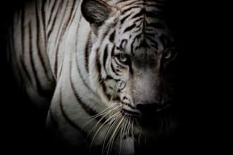 send tiger spirit and tiger reiki attunement