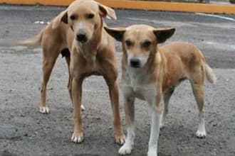 feed stray animals in India