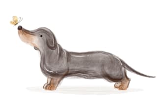 create cute pet illustration