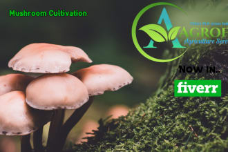 do mushroom cultivation plans for you