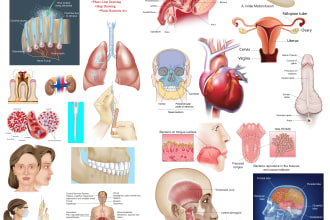 do medical, scientific and biology illustrations for you