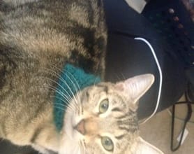 crochet your cat or small dog a bandana scarf