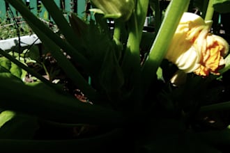 write you a blog on permaculture
