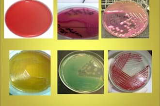 do complete microbiology support of all your queries
