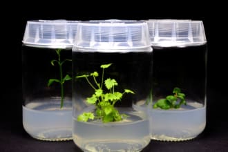 assist you in plant tissue culture