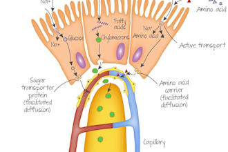 create medical, biological drawing in vector format