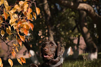 be your dog model chocolate labrador