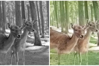 colorize black and white photo