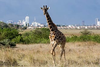 build you tour itinerary for kenya and organised your tour safaris in kenya