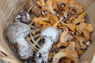 write fungal biology articles and blog posts