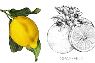 draw botanical illustrations of flowers, plants, fruits