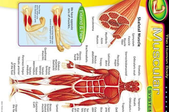 do clinical outline illustration of organs