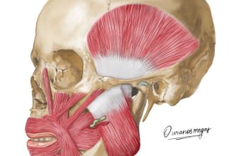 sketch realistic professional medical illustrations