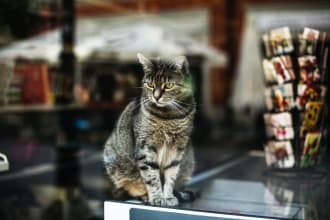 design a professional pet shopify store pet care website
