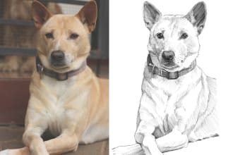 draw pet portrait sketch