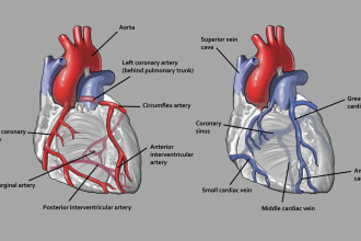do professional medical and scientific illustrations