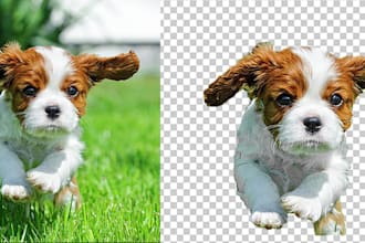 remove background from image transparent photo